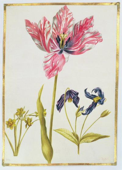 Tulp en Narcis, ca.1675 door Nicolas Robert